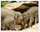 ピンナワラ：象の孤児園